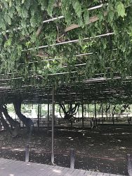 岡崎公園藤棚